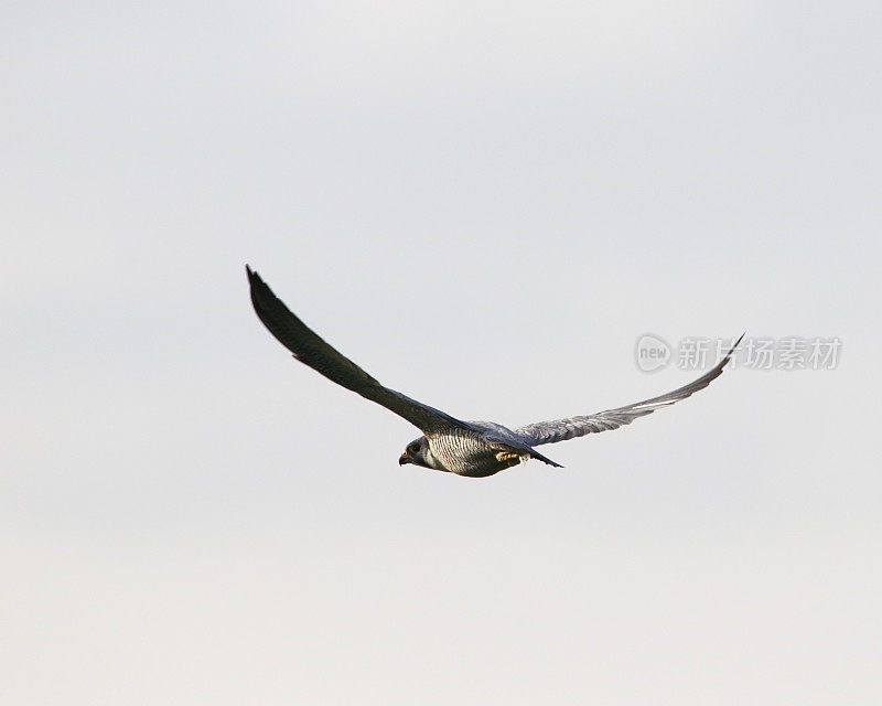 飞行中的猎鹰(Falco peregrinus)